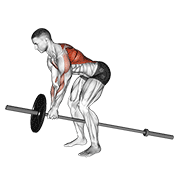 Lever Bent Over Row demonstration animation