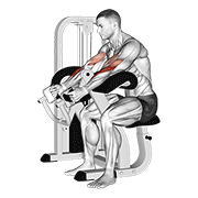 Lever Hammer Grip Preacher Curl demonstration animation