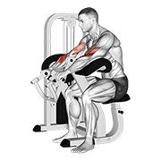 Lever Reverse Grip Preacher Curl demonstration animation