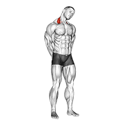Neck Stretch demonstration animation