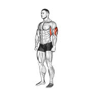 Overhead Triceps Stretch demonstration animation