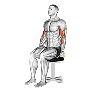 Resistance Band Seated Biceps Curl demonstration animation