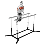 Weighted Straight Bar Dip demonstration animation