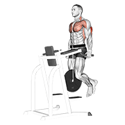 Weighted Tricep Dips demonstration animation